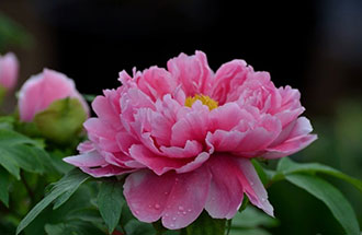 7月24日，中國(guó)花卉協(xié)會(huì)在網(wǎng)上發(fā)起的《投票：我心中的國(guó)花》已出結(jié)果