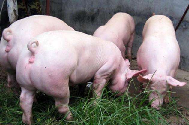 8月21日，國(guó)務(wù)院常務(wù)會(huì)議指出“地方要立即取消超出法律法規(guī)的生豬禁養(yǎng)、限養(yǎng)規(guī)定”