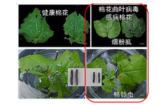 近日，微生物研究所發(fā)現(xiàn)雙生病毒調(diào)控植物免疫平衡實現(xiàn)全新生態(tài)功能