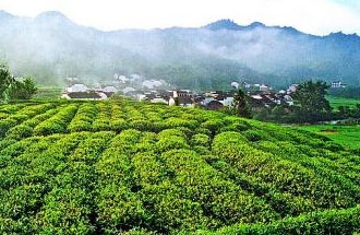 9月2日，財(cái)政部、稅務(wù)總局發(fā)布了關(guān)于繼續(xù)執(zhí)行邊銷(xiāo)茶增值稅政策的公告